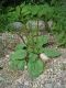 image of Plantago 