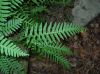 image of Polypodium appalachianum