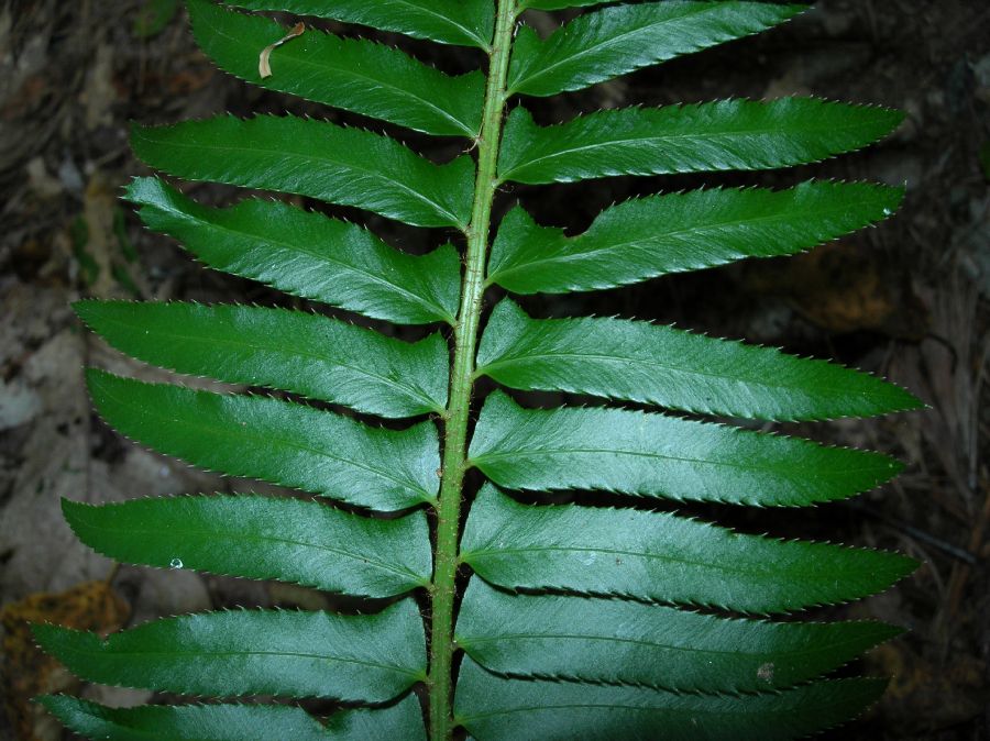 Dryopteridaceae Polystichum munitum