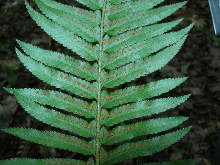 Dryopteridaceae Polystichum munitum