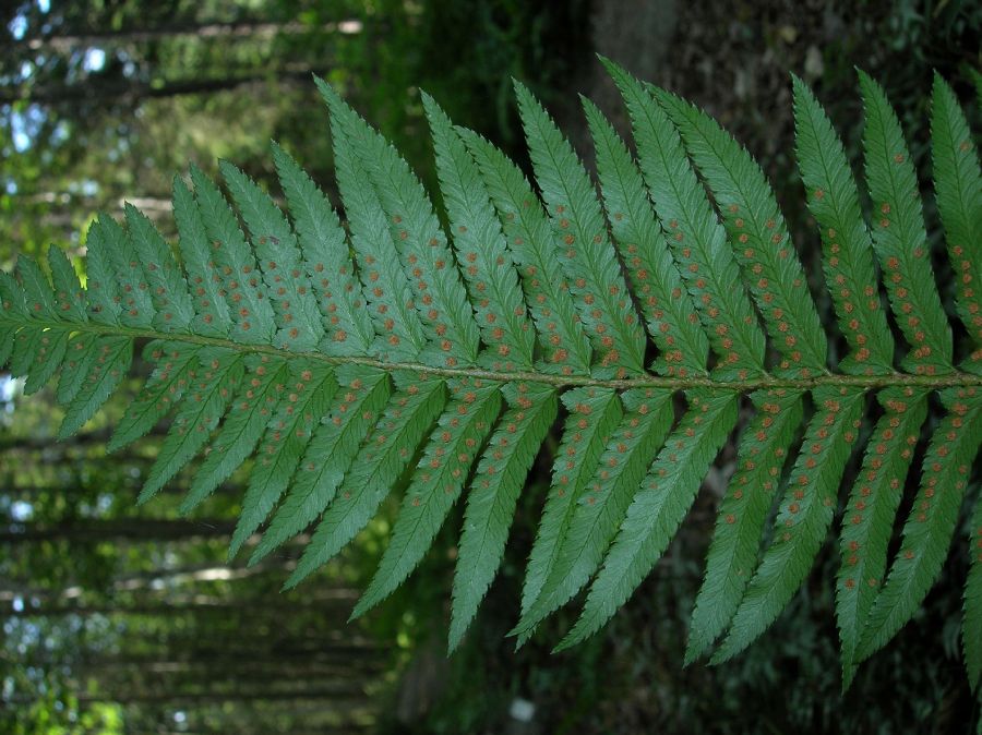 Dryopteridaceae Polystichum munitum