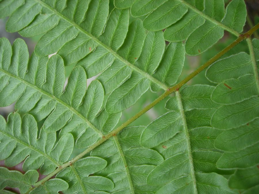 Dennstaedtiaceae Pteridium aquilinum