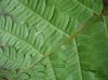 image of Pteridium aquilinum