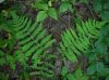 image of Thelypteris palustris