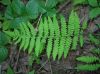 image of Thelypteris palustris