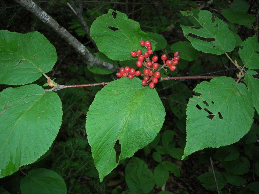 Adoxaceae Viburnum lantanoides