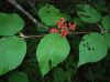 image of Viburnum lantanoides