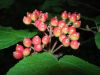 image of Viburnum lantanoides