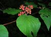image of Viburnum lantanoides