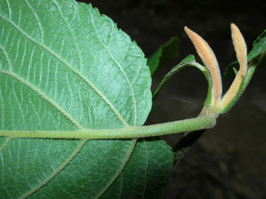 Adoxaceae Viburnum lantanoides