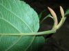 image of Viburnum lantanoides