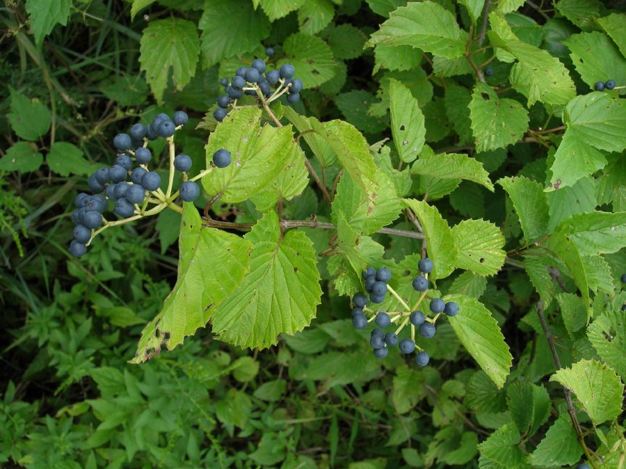 Adoxaceae Viburnum dentatum