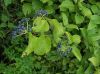 image of Viburnum dentatum