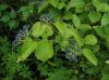 image of Viburnum dentatum