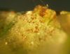 image of Acer negundo