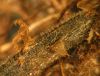 image of Phegopteris connectilis