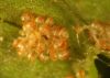 image of Phegopteris connectilis