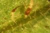 image of Phegopteris connectilis