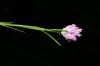 image of Polygala sanguinea