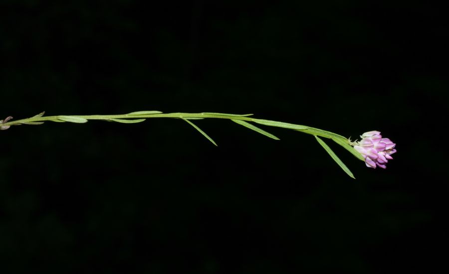 Polygalaceae Polygala sanguinea