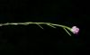 image of Polygala sanguinea