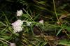 image of Polygala sanguinea