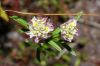 image of Polygala sanguinea