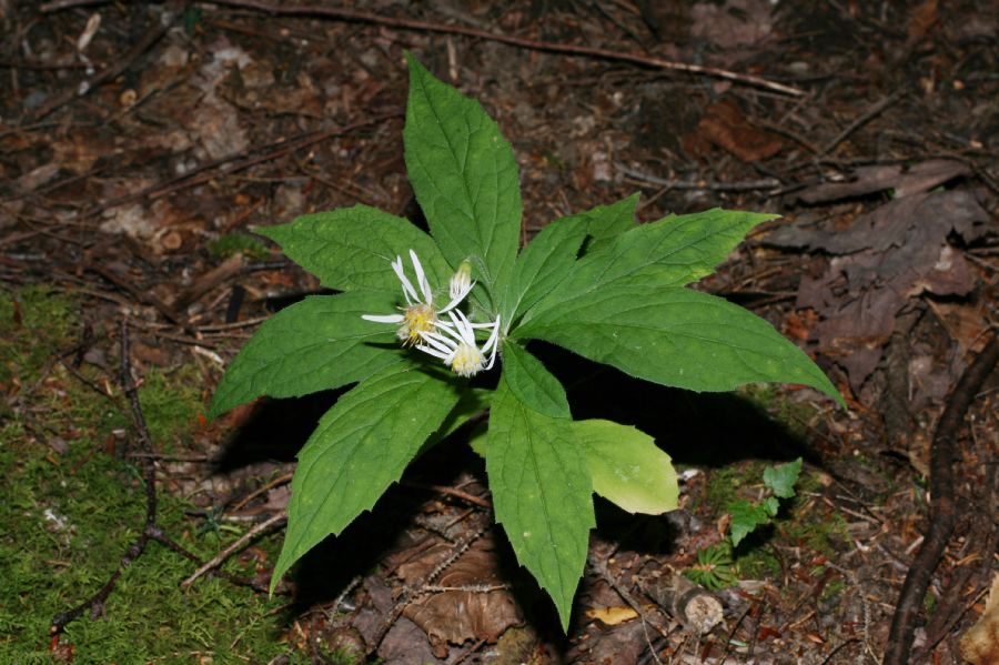 Asteraceae Aster acuminatus