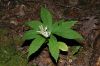 image of Aster acuminatus