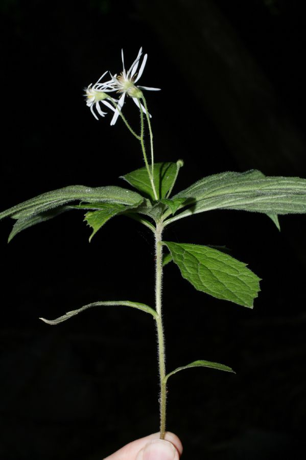Asteraceae Aster acuminatus