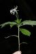 image of Aster acuminatus