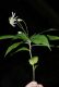 image of Aster acuminatus