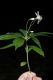 image of Aster acuminatus