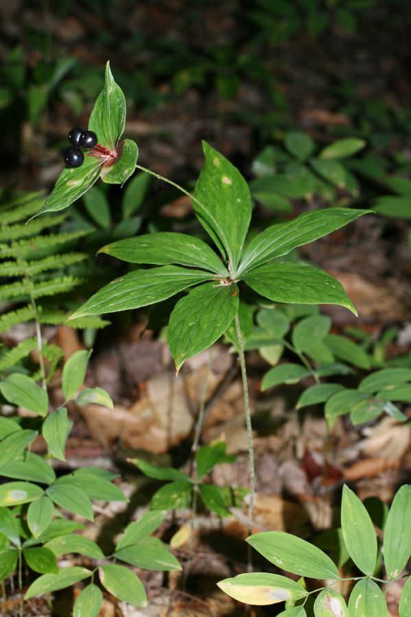 Liliaceae Medeola virginica