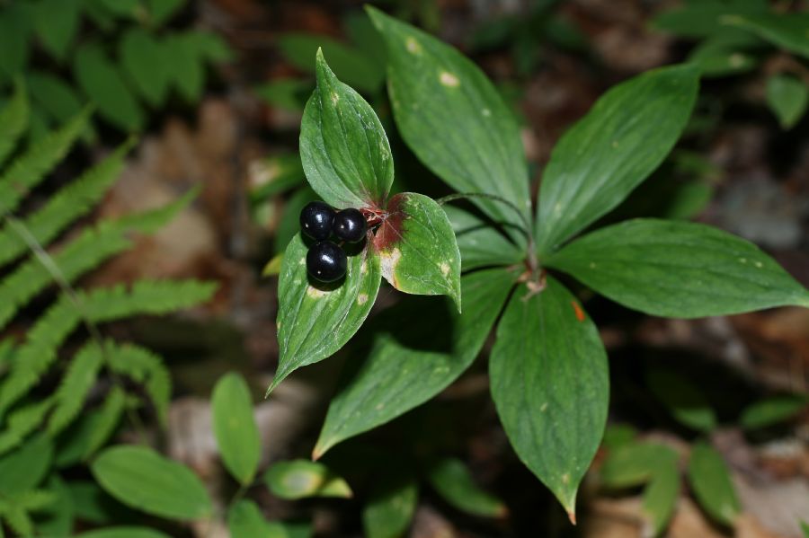 Liliaceae Medeola virginica