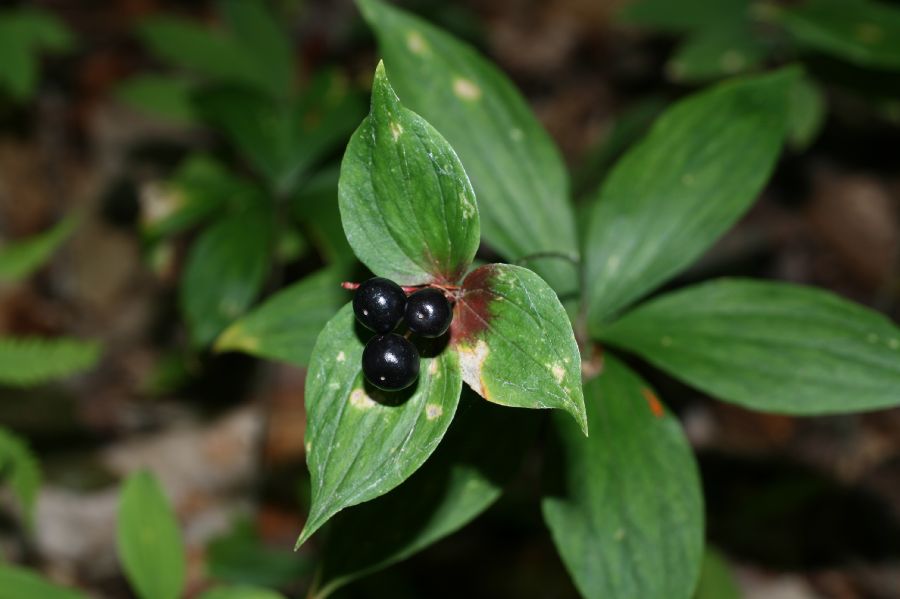 Liliaceae Medeola virginica