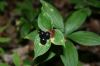 image of Medeola virginica