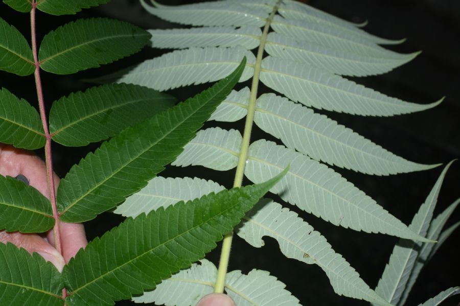 Anacardiaceae Rhus typhina