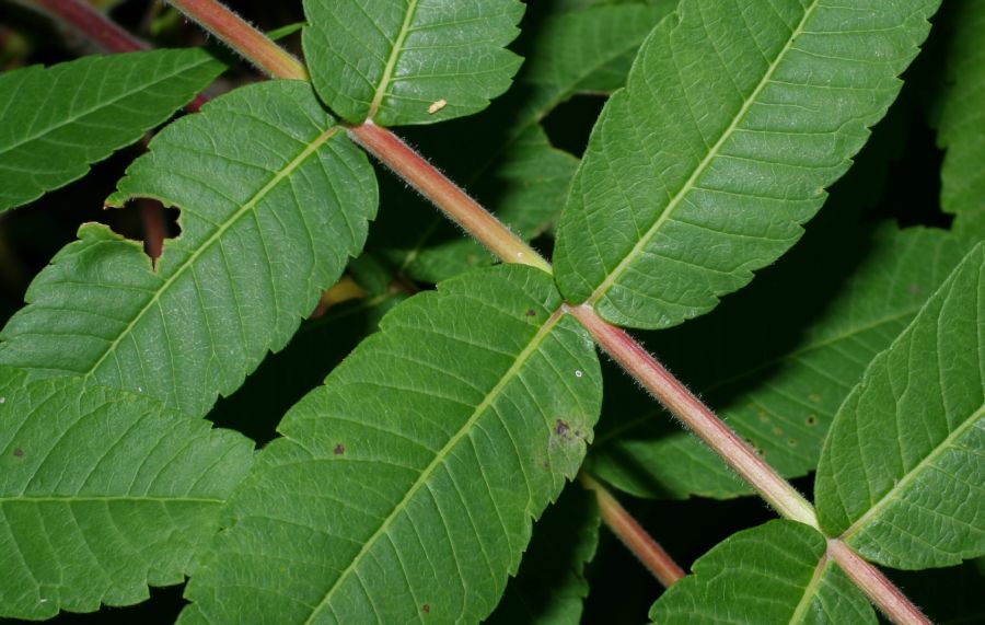 Anacardiaceae Rhus typhina