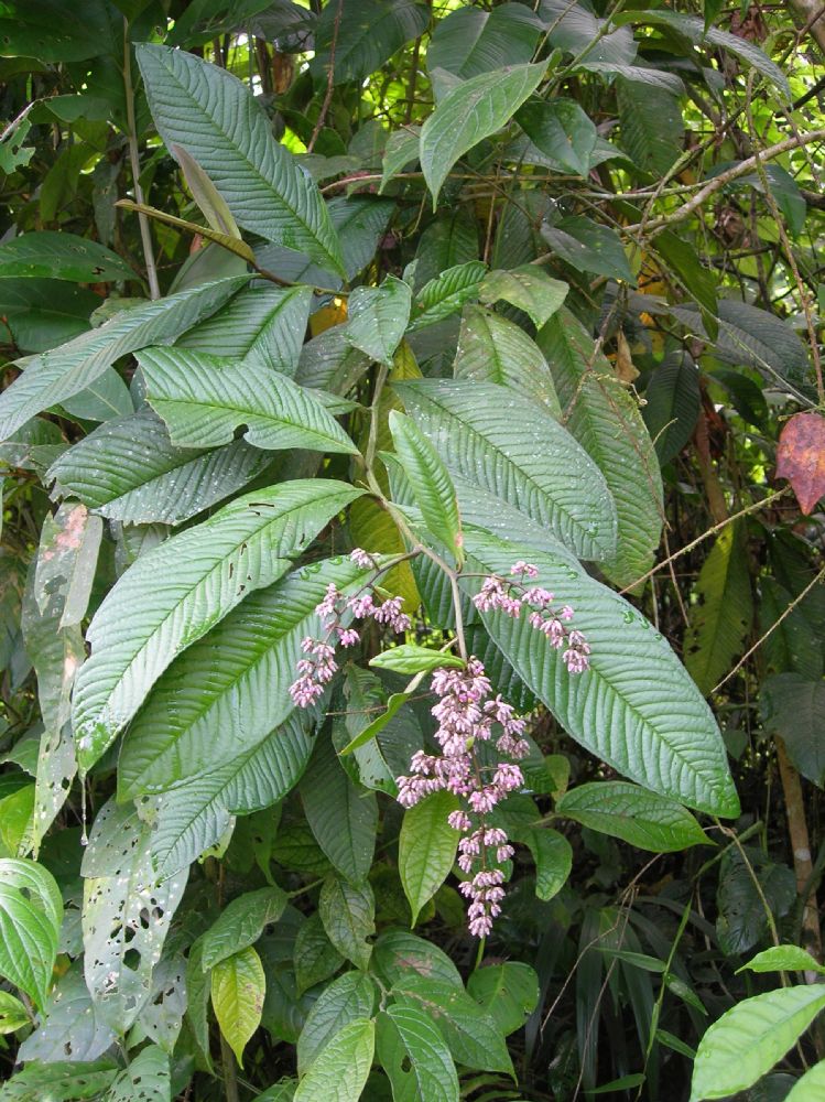 Primulaceae Ardisia nigropunctata
