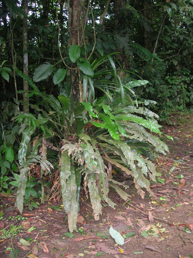 Polypodiaceae Campyloneurum brevifolium