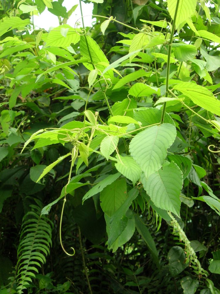 Rhamnaceae Gouania lupuloides