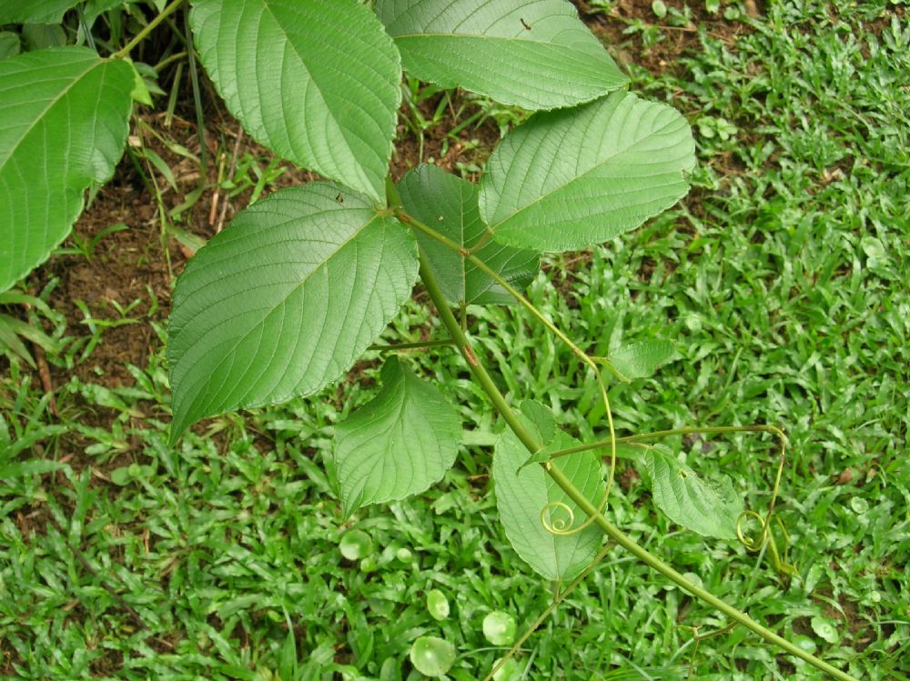 Rhamnaceae Gouania lupuloides