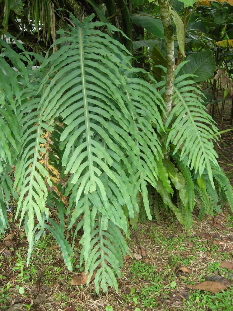 Polypodiaceae Phlebodium pseudoaureum