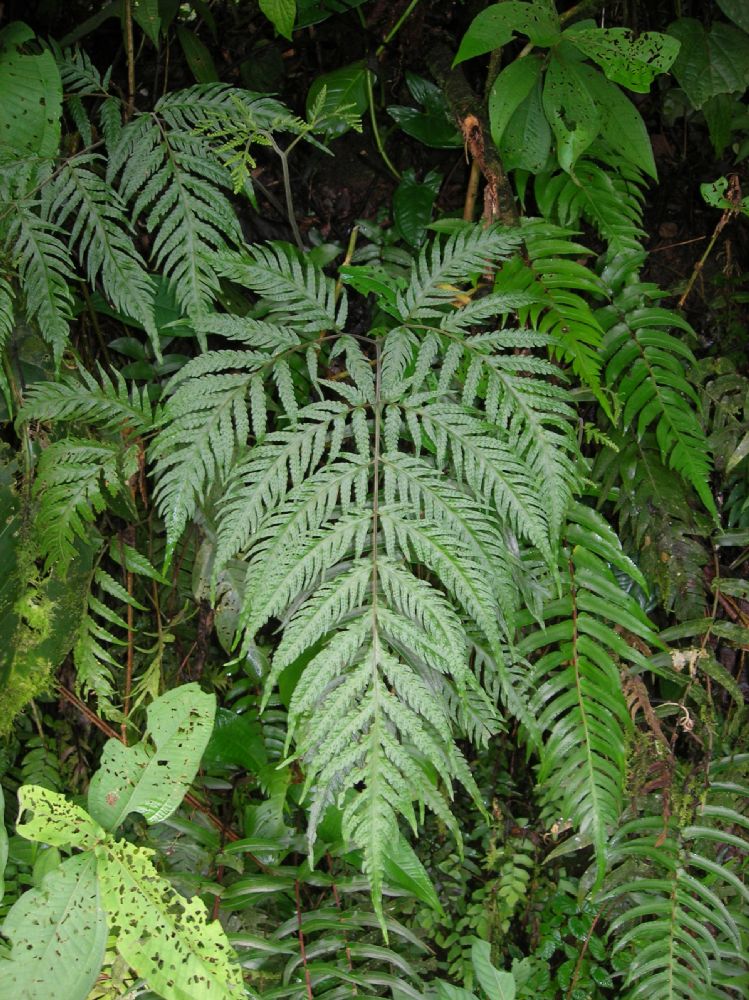 Tectariaceae Tectaria acutiloba
