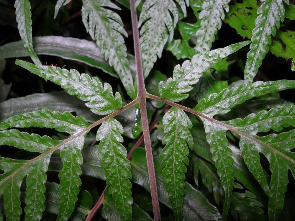 Tectariaceae Tectaria acutiloba