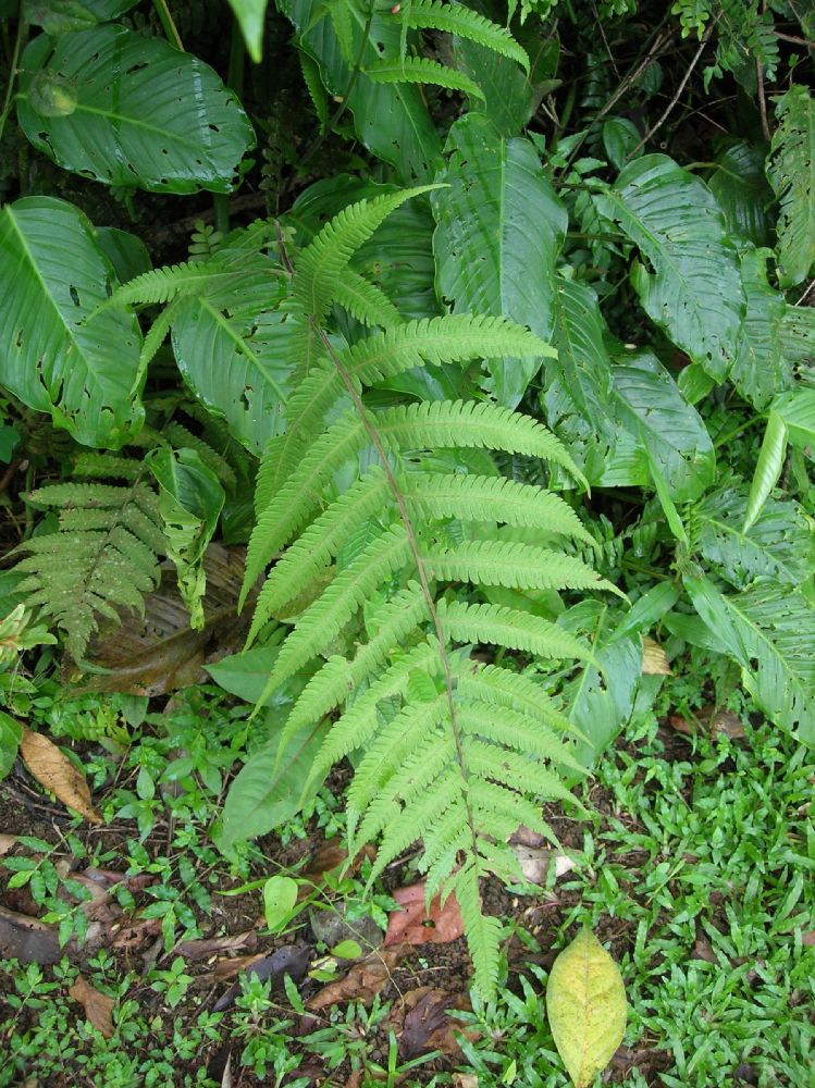 Thelypteridaceae Christella dentata