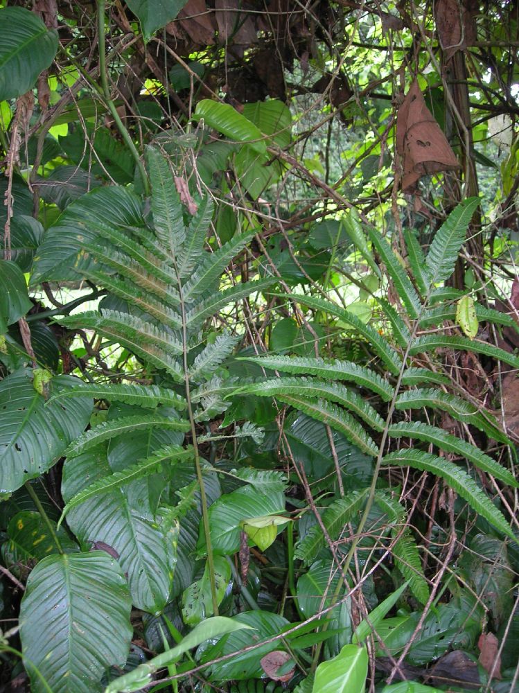 Thelypteridaceae Goniopteris 