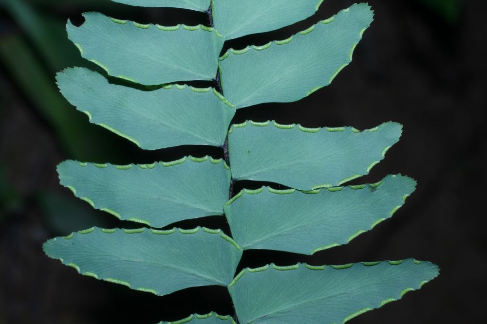 Pteridaceae Adiantum petiolatum