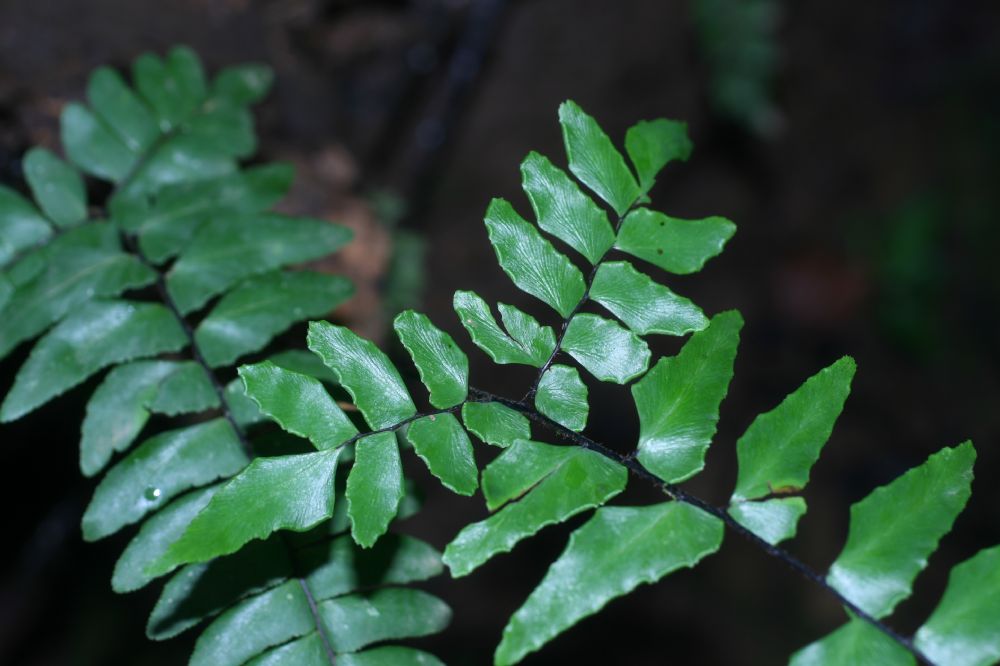 Pteridaceae Adiantum variopinnatum